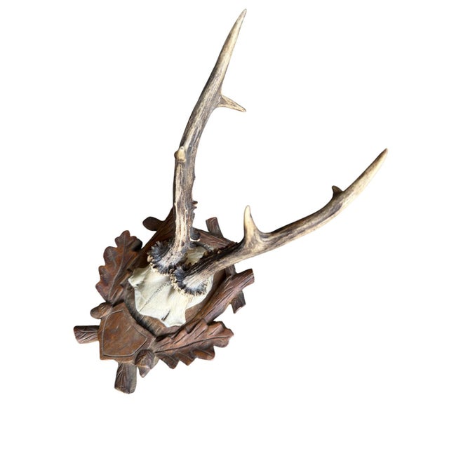 Roe deer trophy mounted on a wood plaque wtih acorn and oak leaves