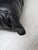 Ligne Roset Vintage Togo Sofa in Black Leather by Michel Ducaroy for Ligne Roset, 1990s, Set of 4 For Sale - Image 4 of 18