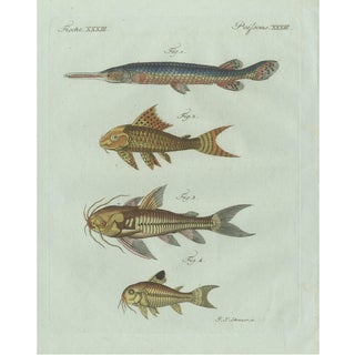 Bertuch, Gar and Exotic Armored Fish, 1800, Engraving For Sale