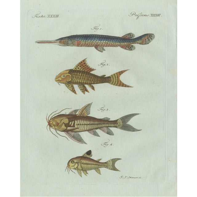Bertuch, Gar and Exotic Armored Fish, 1800, Engraving For Sale