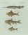 Bertuch, Gar and Exotic Armored Fish, 1800, Engraving For Sale