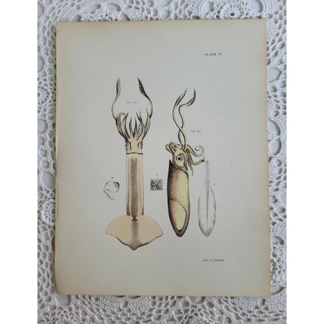 Antique 1840s Hand Colored Squid Lithograph by Endicott of New York For Sale In Baltimore - Image 6 of 6