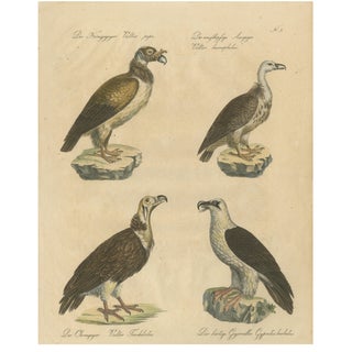Karl Joseph Brodtmann, Vultures & Birds of Prey, 1816, Lithograph For Sale