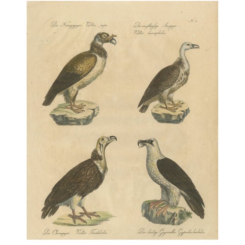 Karl Joseph Brodtmann, Vultures & Birds of Prey, 1816, Lithograph For Sale