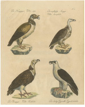 Karl Joseph Brodtmann, Vultures & Birds of Prey, 1816, Lithograph