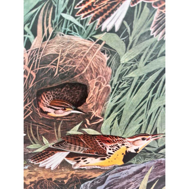 John James Audubon 1964 Audubon Folio Lithograph Great Bird Paintings - "Meadow Lark" 17x14 For Sale - Image 4 of 8
