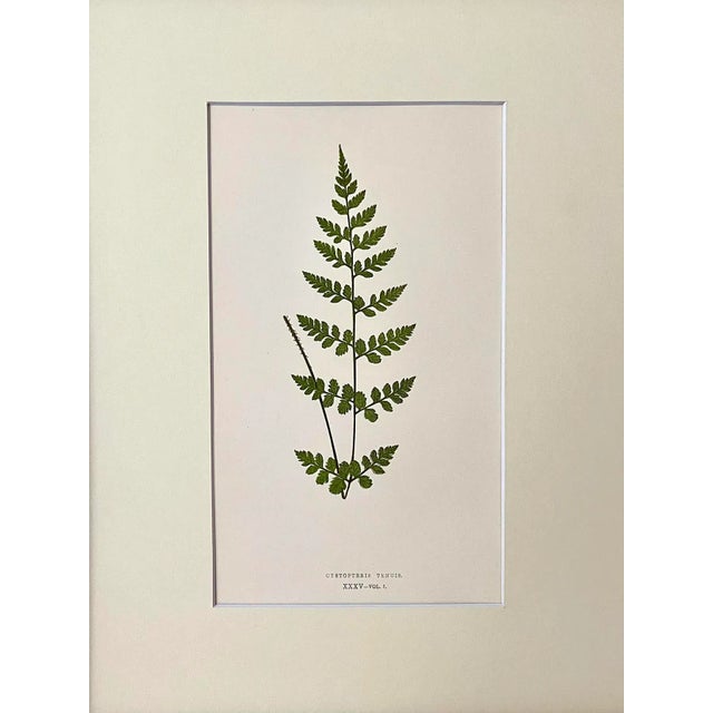Original antique botanical Fern Lithograph Print circa 1867 presented archival matted and framed in a contemporary gallery...