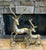 This is for a lovely pair of solid Brass Deer that are in amazing polished condition. These will look lovely on a hearth...