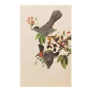1966 Vintage Farmhouse Cottage Print "Catbird" After John James Audubon