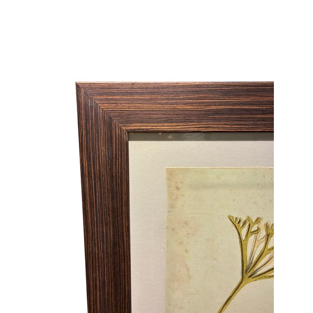 Oversized Natural Curiosities Harvey Seaweeds Botanical Print – Framed For Sale - Image 4 of 7