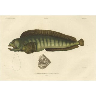 Gaimard, The Atlantic Wolffish or Devil Fish, 1842, Hand-Colored Print For Sale