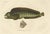 Gaimard, The Atlantic Wolffish or Devil Fish, 1842, Hand-Colored Print For Sale