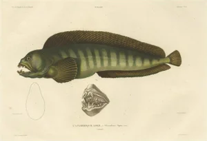 Gaimard, The Atlantic Wolffish or Devil Fish, 1842, Hand-Colored Print
