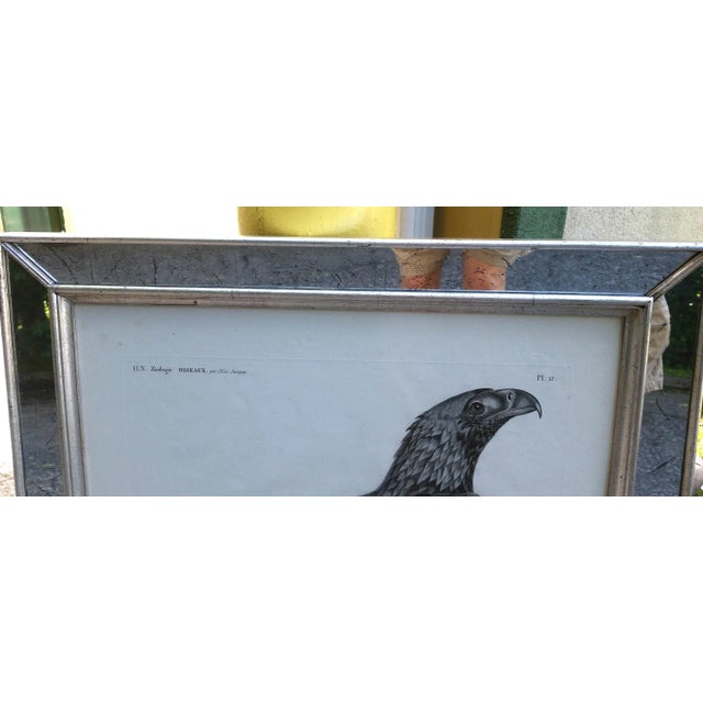 Description De l'Égypte Imperial Eagle Engraving, Savigny, Barraband, Circa 1826 For Sale In Philadelphia - Image 6 of 12