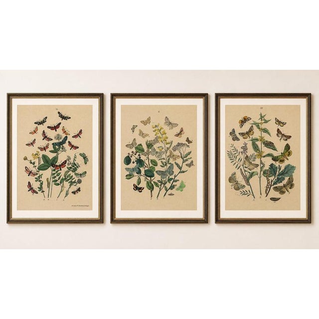 Antique Hand-Colored Moths & Butterflies on Wildflowers, Schmetterlingsbuch Set of 3, 1883 A beautiful matching set of...
