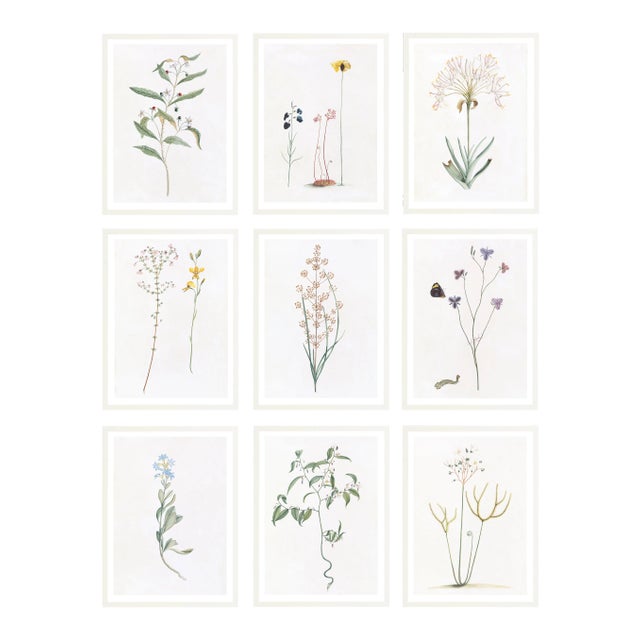 Celerie Kemble Curated Australian Botanical Set of 9 (24X30) in White Frame For Sale