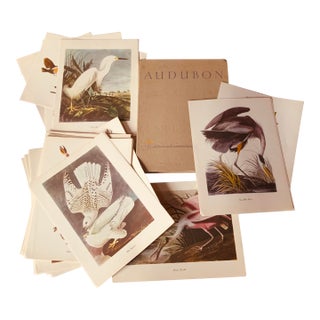 1950s Audubon Birds of America — Complete Portfolio of 50 Color Prints With Roger Tory Peterson Commentaries, Macmillan For Sale