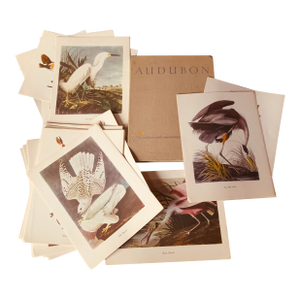 1950s Audubon Birds of America — Complete Portfolio of 50 Color Prints With Roger Tory Peterson Commentaries, Macmillan