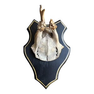 Roe Deer Trophy 172 Black Forest Antlers on Plaque
