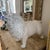 Signed White Glazed Pottery Lion Sculpture For Sale In New York - Image 6 of 10
