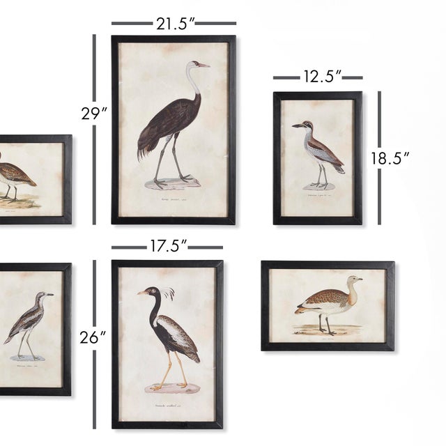 This set of various size prints of unique aquatic birds is an eclectic mix. These welldetailed illustrations highlight the...