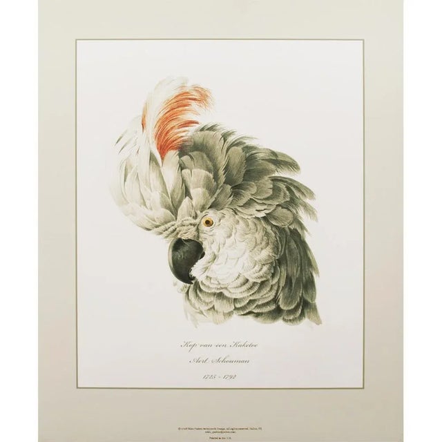 Printmaking Materials After 1750s Aert Schouman Cockatoo Head Study, XL Print N1 For Sale - Image 7 of 8