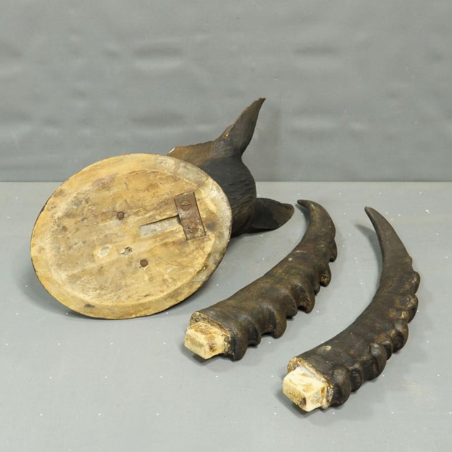 Brown Large Naturalistic Black Forest Carved Ibex Head, Ca. 1900s For Sale - Image 8 of 9