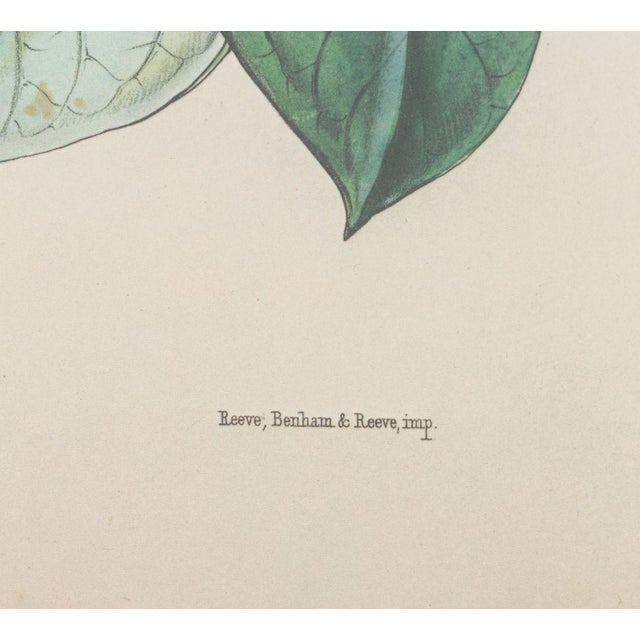 Paper Walter Hood Fitch Botanical Offset Lithographs, 2 For Sale - Image 7 of 16