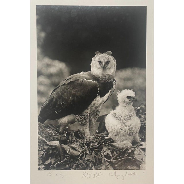 Rare 1975 'harpy Eagle Mother & Baby Fledgling' in Nest Neil Rettig Photograph For Sale In Boston - Image 6 of 12