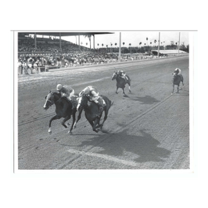 1970 Miami Horse Racing Photograph