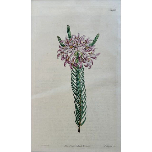 Original copper engraving by William Curtis. Curtis began publication of the Botanical Magazine in February 1787 and...