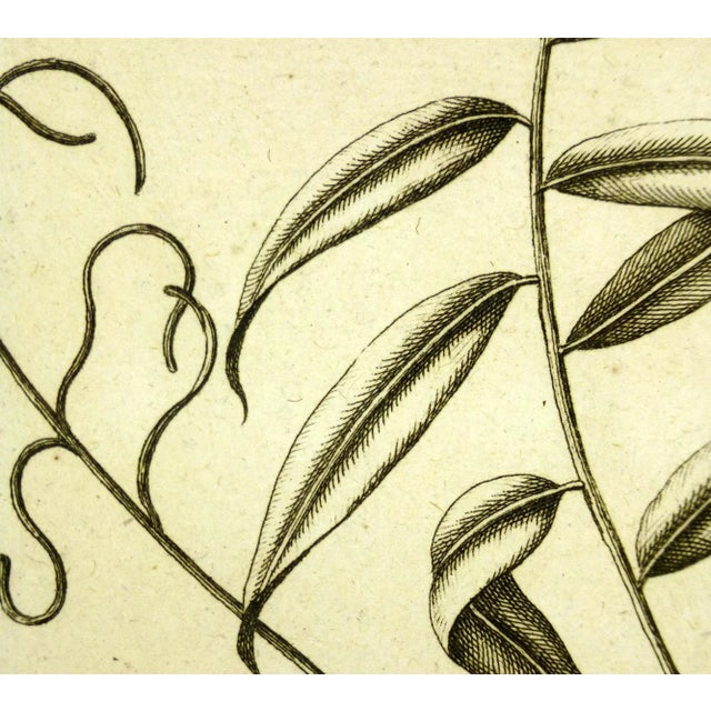 Over 200 year old copperplate engraving from "Histoire du Règne Végétal" by P.J. Buchoz of delicate, intricate botanicals,...