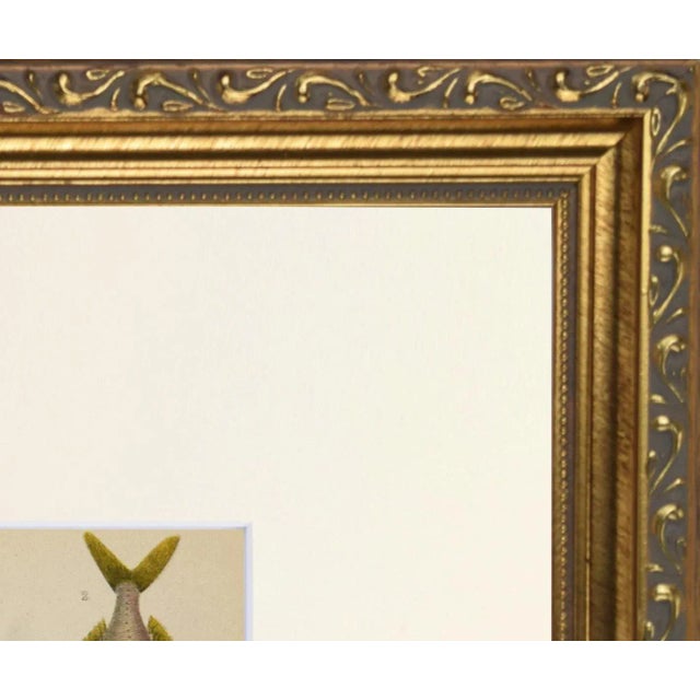 Mid 19th Century 19th Century Antique English Hand Colored Fish Engraving For Sale - Image 5 of 5