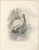 After Lilian Medland, Spoonbill, 1909, Print For Sale - Image 3 of 9