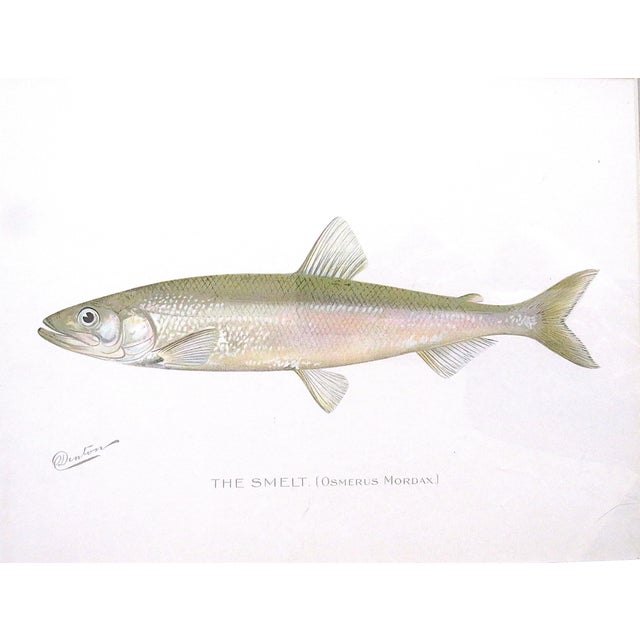 Mid-Century Modern Set of 3 Original Antique Denton Framed Fish Prints C. 1900 For Sale - Image 3 of 4