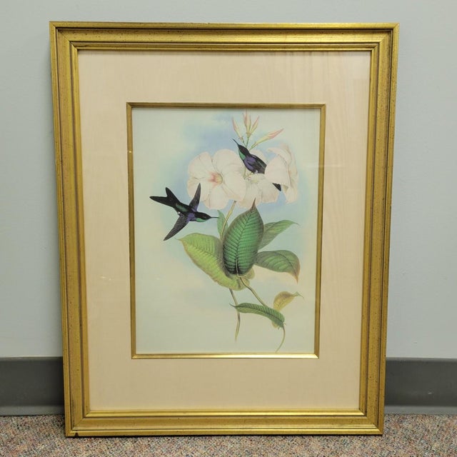 Illustration Pair of Framed John Gould Hummingbird Botanical Prints in Gold Frames For Sale - Image 3 of 8