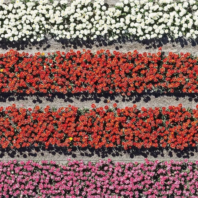 Contemporary "AV_Tulip_Fields_028" Contemporary Aerial View Limited Edition Photograph by Bernhard Lang For Sale - Image 3 of 11