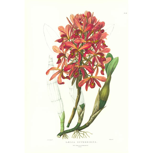 Large 1973 Orchid Flower Lithograph "Laelia Superbiens" (Gorgeous Laelia) After James Bateman For Sale