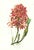Large 1973 Orchid Flower Lithograph "Laelia Superbiens" (Gorgeous Laelia) After James Bateman For Sale