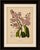 Original antique botanical chromolithograph of queen's crape myrtle, c. 1880 : a magnificent original antique botanical...