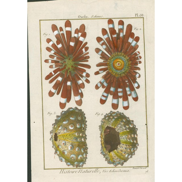 Original antique French natural-history plate titled Ourfin, Echinus, Plate 138, depicting richly colored echinoderms and...