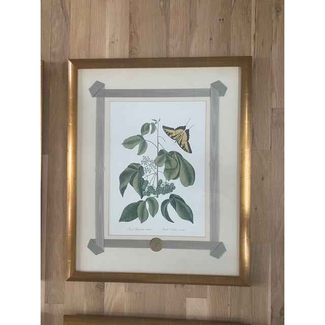 1980s 1980s Mark Catesby Hand-Colored Engraving Prints Set of 4 For Sale - Image 5 of 13