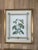 1980s 1980s Mark Catesby Hand-Colored Engraving Prints Set of 4 For Sale - Image 5 of 13