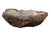 Stone Petrified Coral Bowl by Xyleia Petrified Wood For Sale - Image 7 of 7