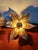 Floral Brass Wall Sconces by Willy Daro for Massive, 1970, Set of 2 For Sale - Image 6 of 14