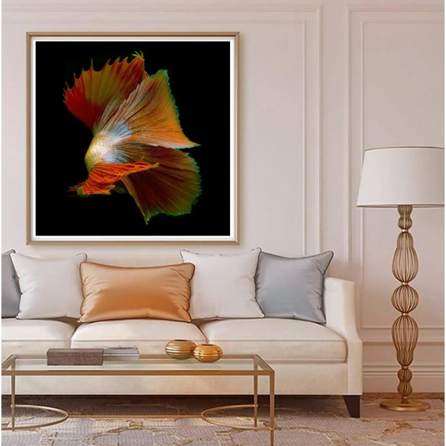 Color photograph of a male betta fish swimming on black.