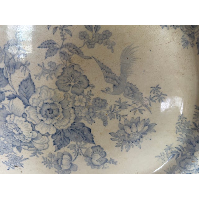 English Mid 19th Century Asiatic Pheasant Platter For Sale - Image 3 of 14