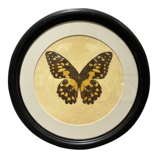 Natural Curiosities Framed Yellow & Black Butterfly Natural History Art For Sale