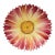 Majolica Pink Daisy Plate Delphin Massier , Circa 1890 For Sale