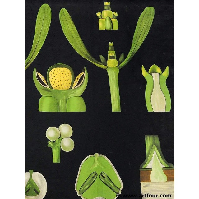 An old wall chart depicting the natural history of the mistletoe (viscum album), its anatomy and its growth. the chart is...